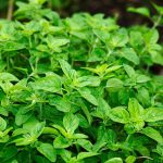 oregano właściwości